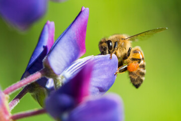 Honey bee collecting nectar and pollen from wild lupine flower © Mircea Costina