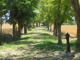 beautiful walk fountain shade exercise trees quiet