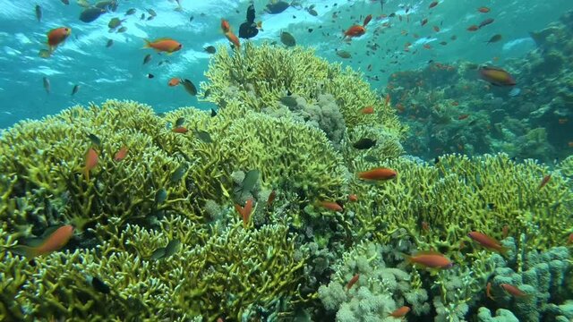Beautiful Fire corals (Millepora) with small fishes (Anthias) of the Red Sea in Egypt.