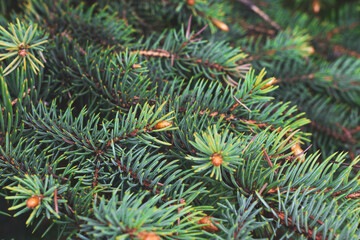 Fir branches blue spruce. Close up. Branches of blue spruce. Winter nature. Spruce needles. Fluffy Christmas tree. Blue spruce.