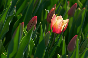 Tulip flower bloom on background of blurry tulips in tulips garden. Spring flowers Tulips.