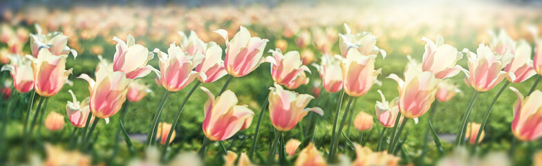 Tulip flower bloom on background of blurry tulips in tulips garden. Spring flowers Tulips.