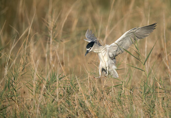 Black-crowned Night Heron landing