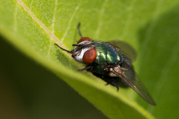 The common green bottle fly (Lucilia sericata)