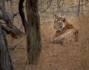 Tiger relaxing in Ranthambore National Park in northern India.