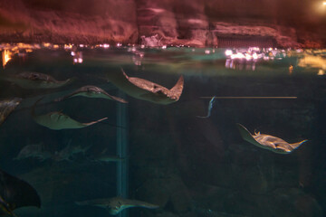 Ripley's Aquarium of the Smokies in Gatlinburg with a big tanks with fish