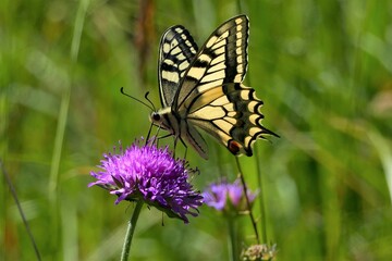 butterfly on a flower