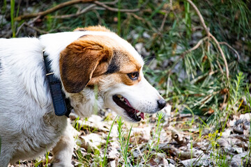 beagle in the grass