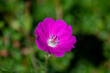 Fototapeta premium Herrenhäuser Gärten54