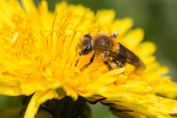 Wild Bee collecting nectar and pollen from wild flower