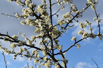 blossoming apple tree