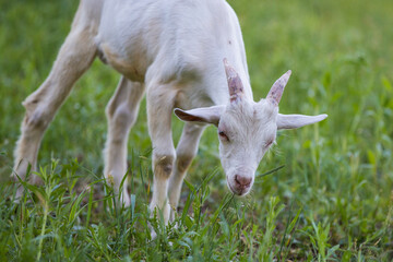 Obraz na płótnie Canvas Saanen Goat baby grazing in spring