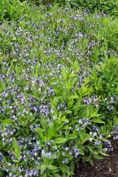 Vertical image of a mass of 'Blue Ice' hybrid bluestar (Amsonia 'Blue Ice') in flower