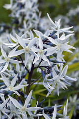 Vertical closeup of the pale blue flowers of Arkansas bluestar (Amsonia hubrichtii)