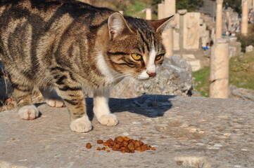 CATS IN ANCIENT ROMAN RUINS 