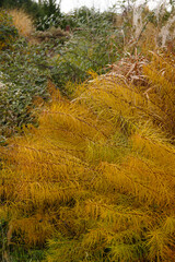 Vertical image of the bright yellow fall foliage color of Arkansas bluestar (Amsonia hubrichtii)