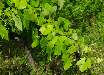 Foglie e viti in un vigneto in Liguria.