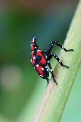 Vertical image of fourth-instar stage of spotted lanternfly (Lycorma delicatula) in mid-July (Bucks County, PA)