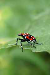 Vertical image of fourth-instar stage of spotted lanternfly (Lycorma delicatula) in mid-July (Bucks County, PA)
