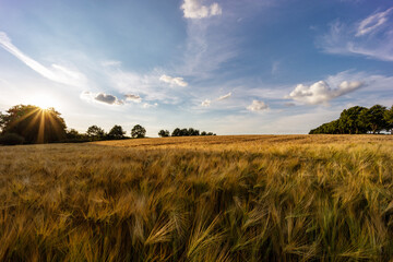 Gerstenfeld im Sommer