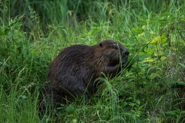 Бобр, beaver