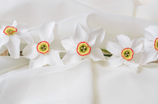 Daffodils on a white background. Stock imag