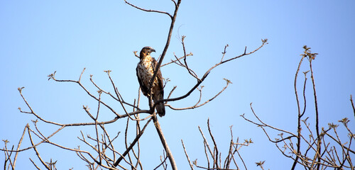 Eagle looking for its prey