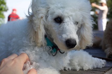 Cute puppy toy poodle