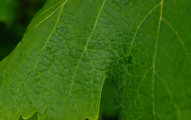 Foglie e viti in un vigneto in Liguria.
