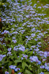 Forget-me-nots blooming in a garden