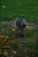 Squirrel on the grass in the park eats an acorn and nut