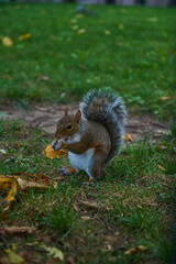Squirrel on the grass in the park eats an acorn and nut