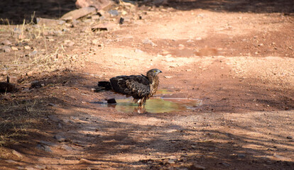 Eagle Thirsty and Drinking Water