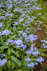 Forget-me-nots blooming in a garden