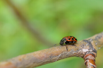 Chrysomela falsa is a species of leaf beetle in the family Chrysomelidae.