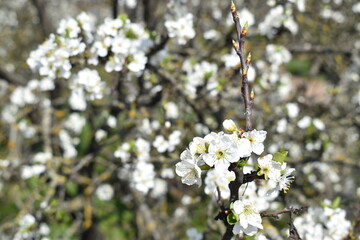 white cherry blossom