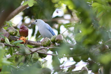 A blue bird-eating Caribbean plums in a tree. 
