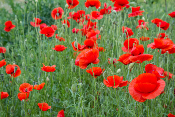 Fototapeta premium Poppy field blooming in spring