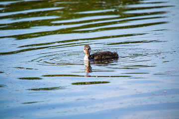 duck in the water