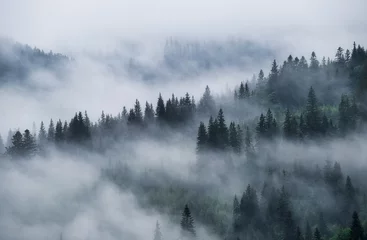 Foto auf Acrylglas Wald im Nebel Nebelwald in den Bergen. Landschaft mit Bäumen und Nebel. Landschaft nach Regen. Ein Blick in den Hintergrund. Natur - Bild