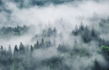 Foggy forest in the mountains. Landscape with trees and mist. Landscape after rain. A view for the background. Nature - image