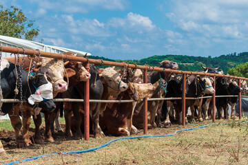 Muslim holiday. Eid al-Adha. Cows, oxen and calves waiting for the order of sacrifice for Eid al-Adha. Cows and oxen waiting in line on the farm. Farm animals.