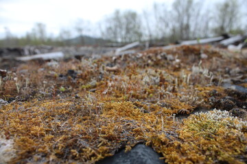 mosses and lichens