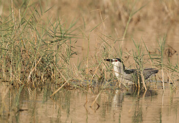 Black-crowned Night Heron in Buhair lake, Bahrain