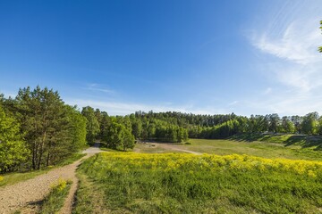 Beautiful landscape view on summer day. Beautiful view of  trees and green plants on blue sky background. Gorgeous natural backgrounds. 
