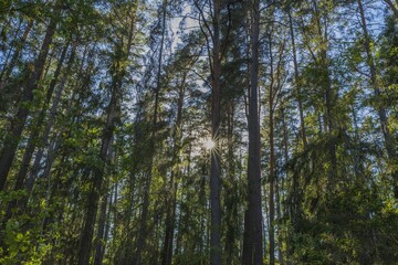 Beautiful view over green tops of forest trees under sun rays. Beautiful nature backgrounds.