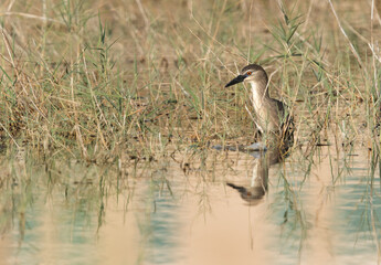 Black-crowned Night Heron fishing at Buhair lake, Bahrain
