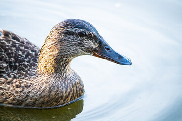 duck on the water