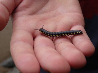 Yellow-spotted millipede