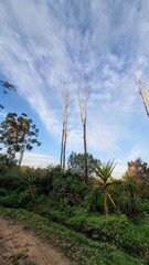 palm trees in the forest